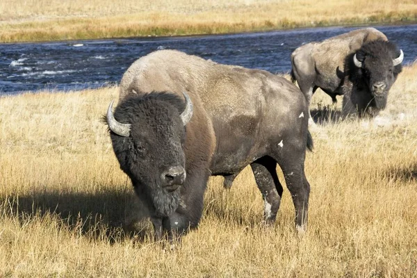 Bison Δελτίο Κατά Διάρκεια Τέλμα Στο Πάρκο Yellowstone — Φωτογραφία Αρχείου