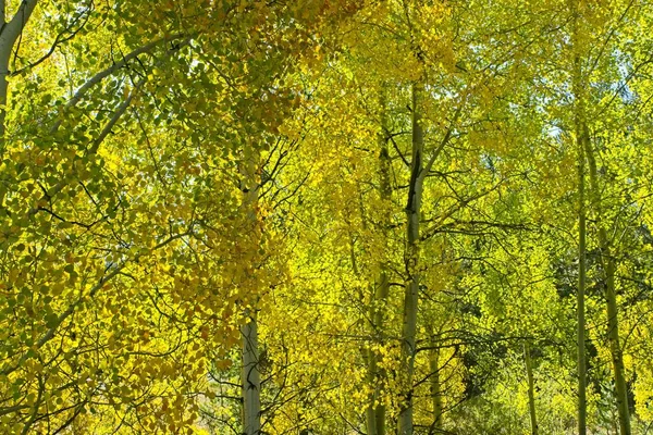 Kolorowe Stoisko Backlighted Drzew Osiki Jesienią Parku Narodowym Grand Teton — Zdjęcie stockowe