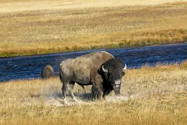 Bisonte Toro Durante Rutina Yellowstone Park —  Fotos de Stock