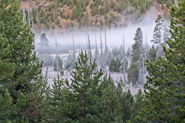 Une Matinée Glacée Dans Parc Yellowstone Avec Troupeau Wapitis Cachés — Photo