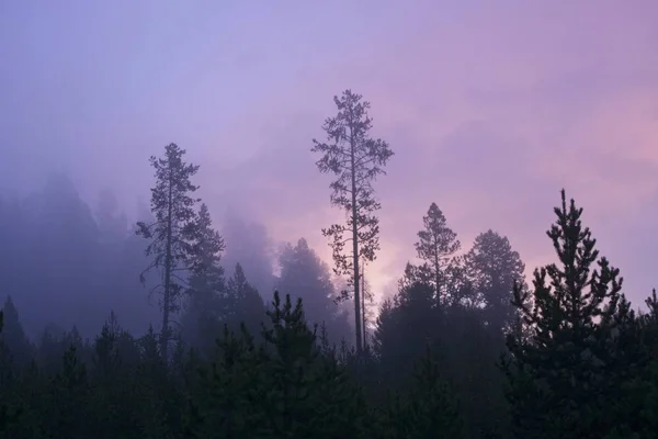 Nebliger Morgen Yellowstone Nationalpark — Stockfoto