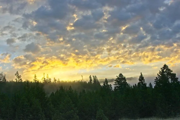 Sunrise Yellowstone Park Steam Rises Geyser Area Trees — Stock Photo, Image