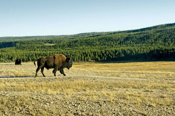 Ένα Bison Βόλτες Ένα Πεδίο Στο Δρόμο Του Μια Νέα — Φωτογραφία Αρχείου