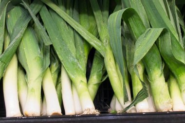 Taze, sağlıklı Pırasa lar sergileniyor                            