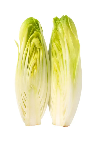 白色背景上的新鲜比利时菊苣两半 — 图库照片