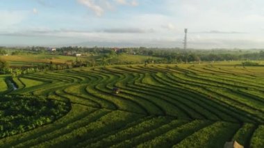 Pirinç tarlası. Yeşil. Sunrise. Bali. Doğa. Anten. 4k. Drone