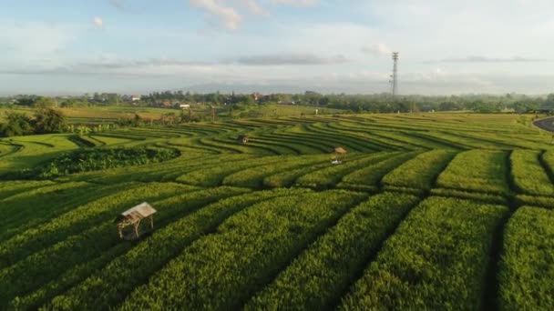 Campo de arroz. Verde. Nascer do sol. Bali. Natureza. Aeriais. 4K. Drone. — Vídeo de Stock