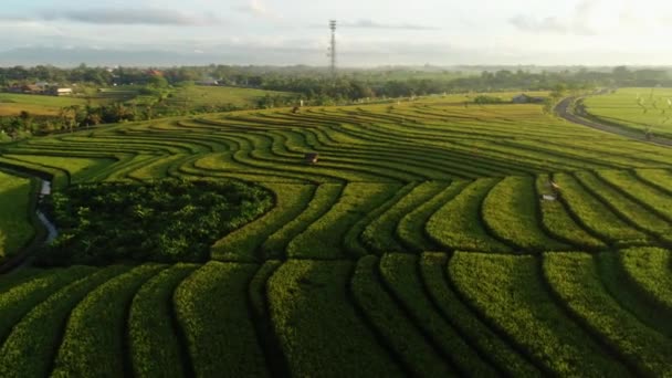 Un champ de riz. Vert. Au lever du soleil. Bali. La nature. Des antennes. 4K. Un drone — Video