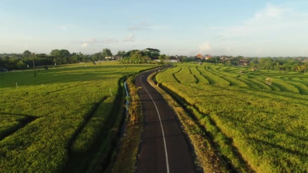 Campo de arroz. Verde. Nascer do sol. Bali. Natureza. Aeriais. 4K. Drone. — Vídeo de Stock