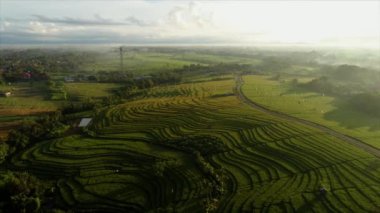 Pirinç tarlası. Yeşil. Sunrise. Bali. Doğa. Anten. 4k. Drone