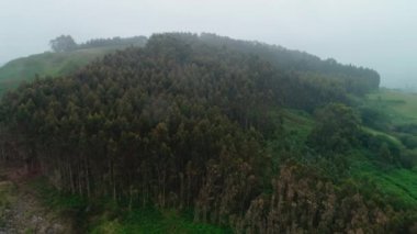 Orman. Yeşil, doğa. Ağaç. İspanya. Anten. 4k. Drone