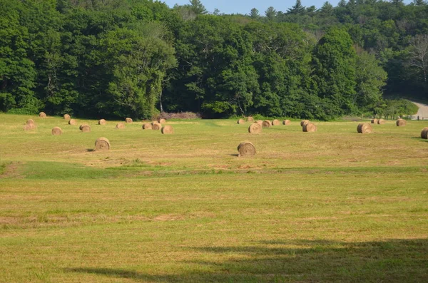 Balles Foin Rondes Dans Champ — Photo