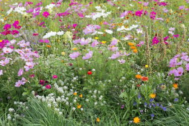 Yaz çayır ile lots-in farklı çiçek vahşi yaz çiçek
