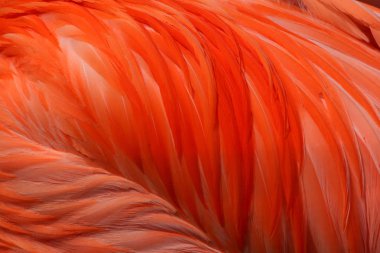 pembe flamingo tüyleri arka plan
