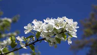 Büyük beyaz çiçekli çiçek açan elma ağacı dalı, elma ağacı çiçekli güzel doğal arka plan.   