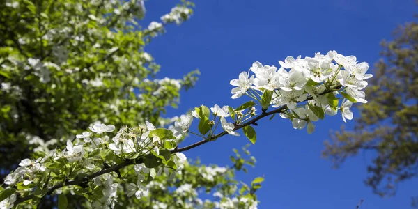Blühender Apfelbaumzweig Mit Großen Weißen Blüten Schöner Natürlicher Hintergrund Mit — Stockfoto