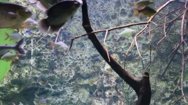  Büyük deniz balıkları, sualtı hayatı 