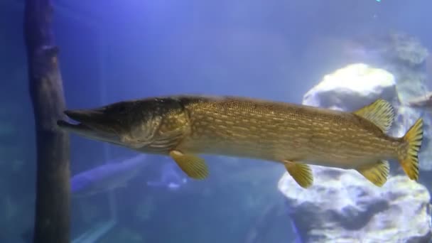 Large Marine Fish Underwater Life — Stock Video