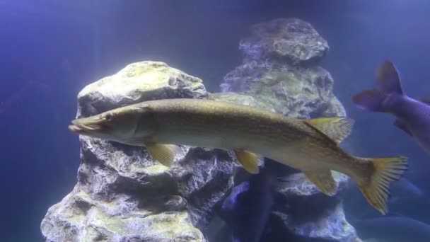 Μεγάλα Θαλάσσια Ψάρια Υποβρύχια Ζωή — Αρχείο Βίντεο