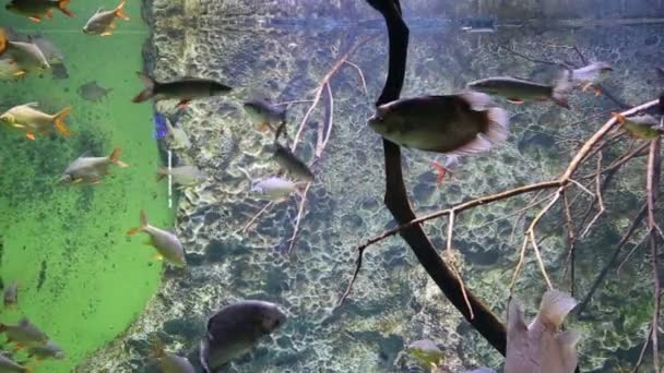 Grands Poissons Marins Vie Sous Marine — Video