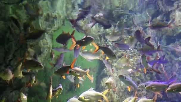 Grands Poissons Marins Vie Sous Marine — Video