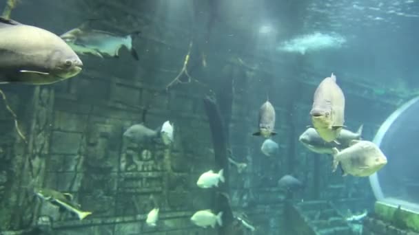Große Meeresfische Unterwasserwelt — Stockvideo