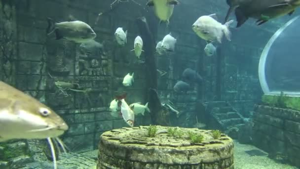 Grands Poissons Marins Vie Sous Marine — Video