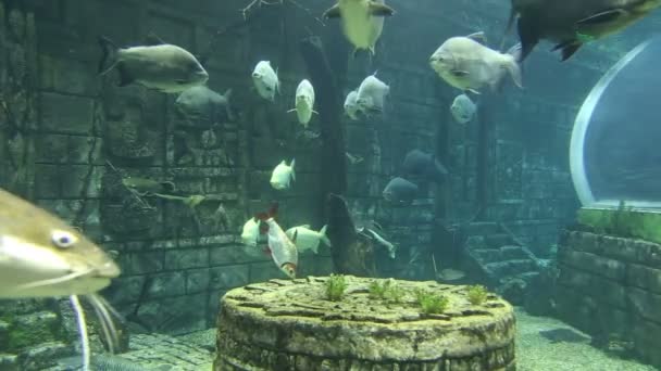 Große Meeresfische Unterwasserwelt — Stockvideo