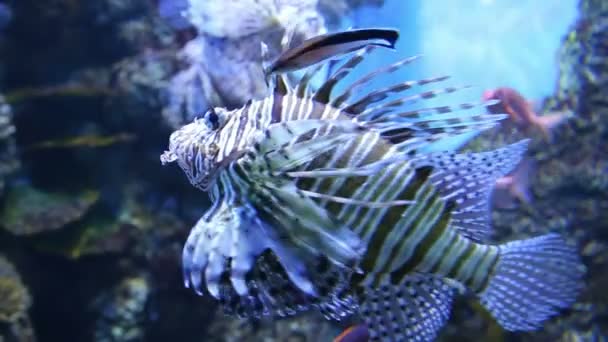 Grandes Peces Marinos Vida Submarina — Vídeos de Stock