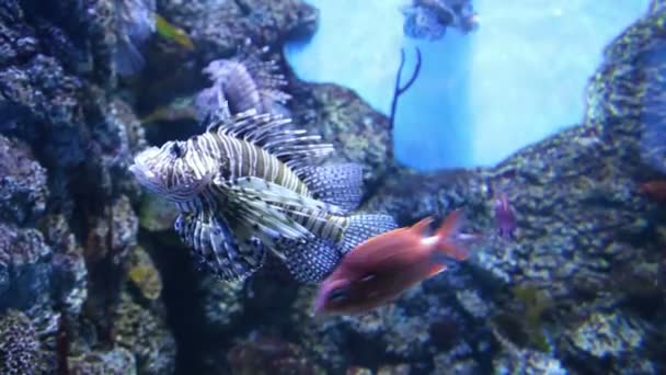 Stora Havsfisk Undervattenslivet — Stockvideo