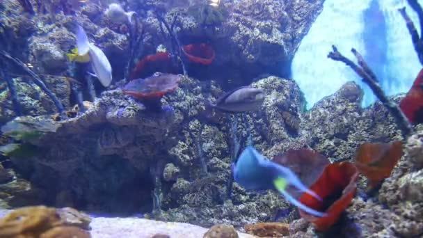 Velké Mořské Ryby Podmořský Život — Stock video