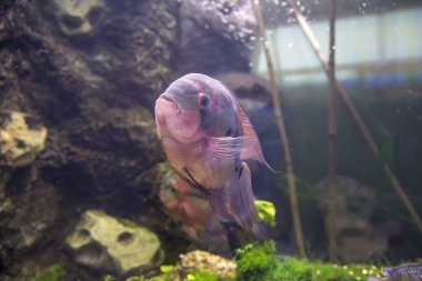 Büyük deniz balıkları, sualtı hayatı 