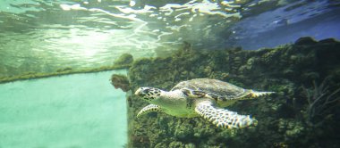 Büyük deniz balıkları, sualtı hayatı 