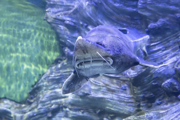 Large Marine Fish Underwater Life — Stock Photo, Image