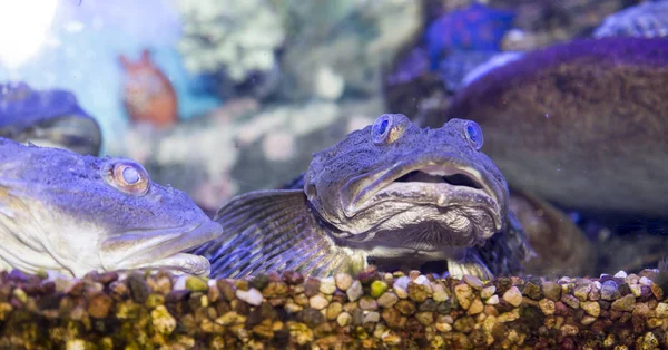Large Marine Fish Underwater Life — Stock Photo, Image