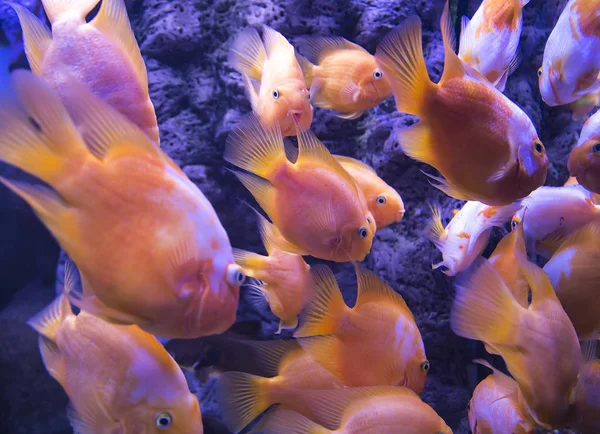 Peixes Marinhos Grandes Vida Subaquática — Fotografia de Stock