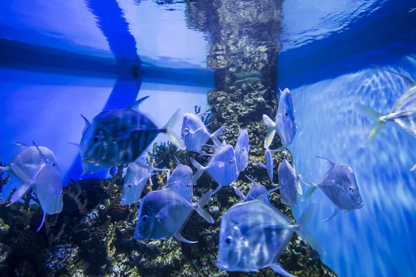 Peixes Marinhos Grandes Vida Subaquática — Fotografia de Stock