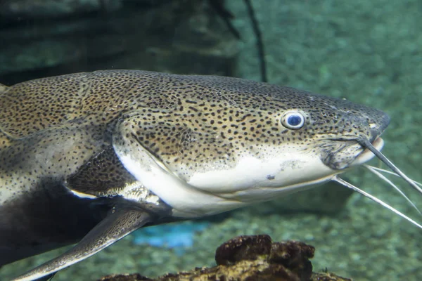 Stora Havsfisk Undervattenslivet — Stockfoto