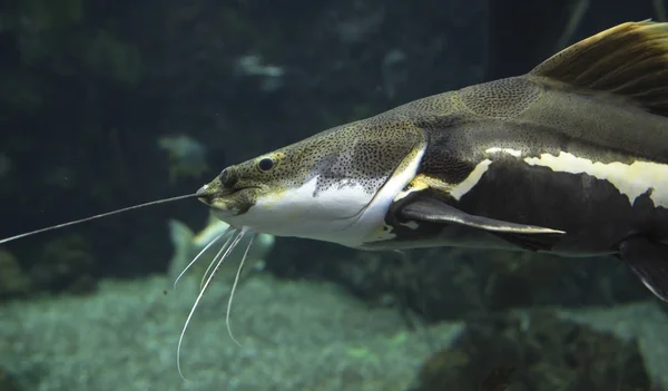 Large Marine Fish Underwater Life — Stock Photo, Image