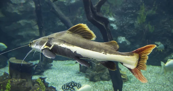 Large Marine Fish Underwater Life — Stock Photo, Image