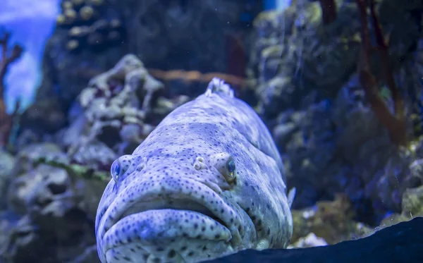 Large Marine Fish Underwater Life — Stock Photo, Image