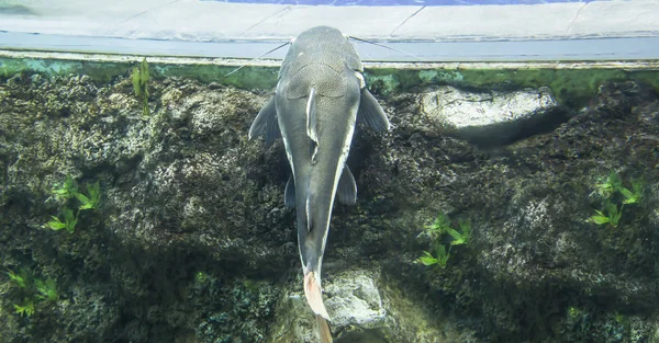 Large Marine Fish Underwater Life — Stock Photo, Image