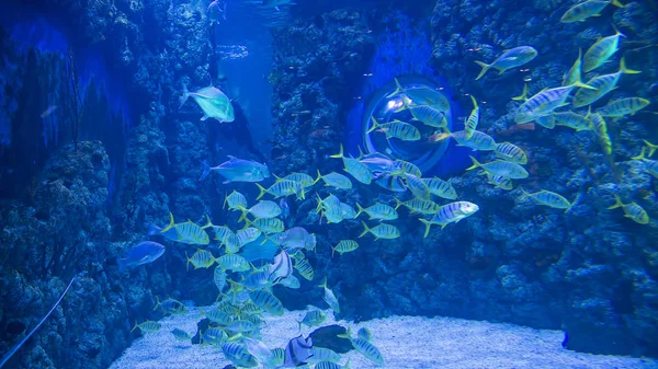 Große Meeresfische Unterwasserwelt — Stockfoto