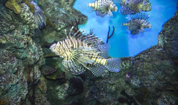 Peixes Marinhos Grandes Vida Subaquática — Fotografia de Stock