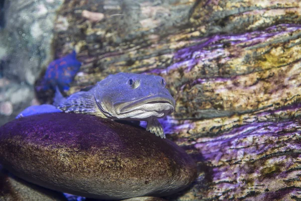 Large Marine Fish Underwater Life — Stock Photo, Image