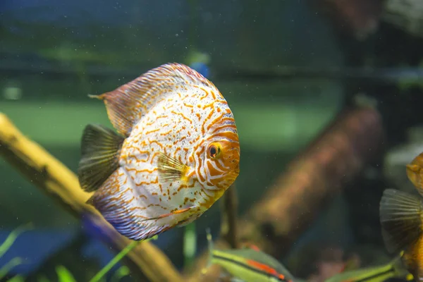 Peixes Marinhos Grandes Vida Subaquática — Fotografia de Stock