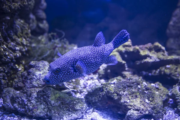 Peixes Marinhos Grandes Vida Subaquática — Fotografia de Stock