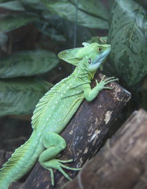 Basilisk (Basiliscus basiliscus), Corytophanidae familyasından bir kertenkele türüdür.  