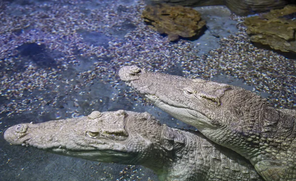 Grandes Crocodilos Debaixo Água Close — Fotografia de Stock