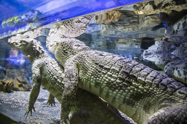 Grandes Crocodilos Debaixo Água Close — Fotografia de Stock